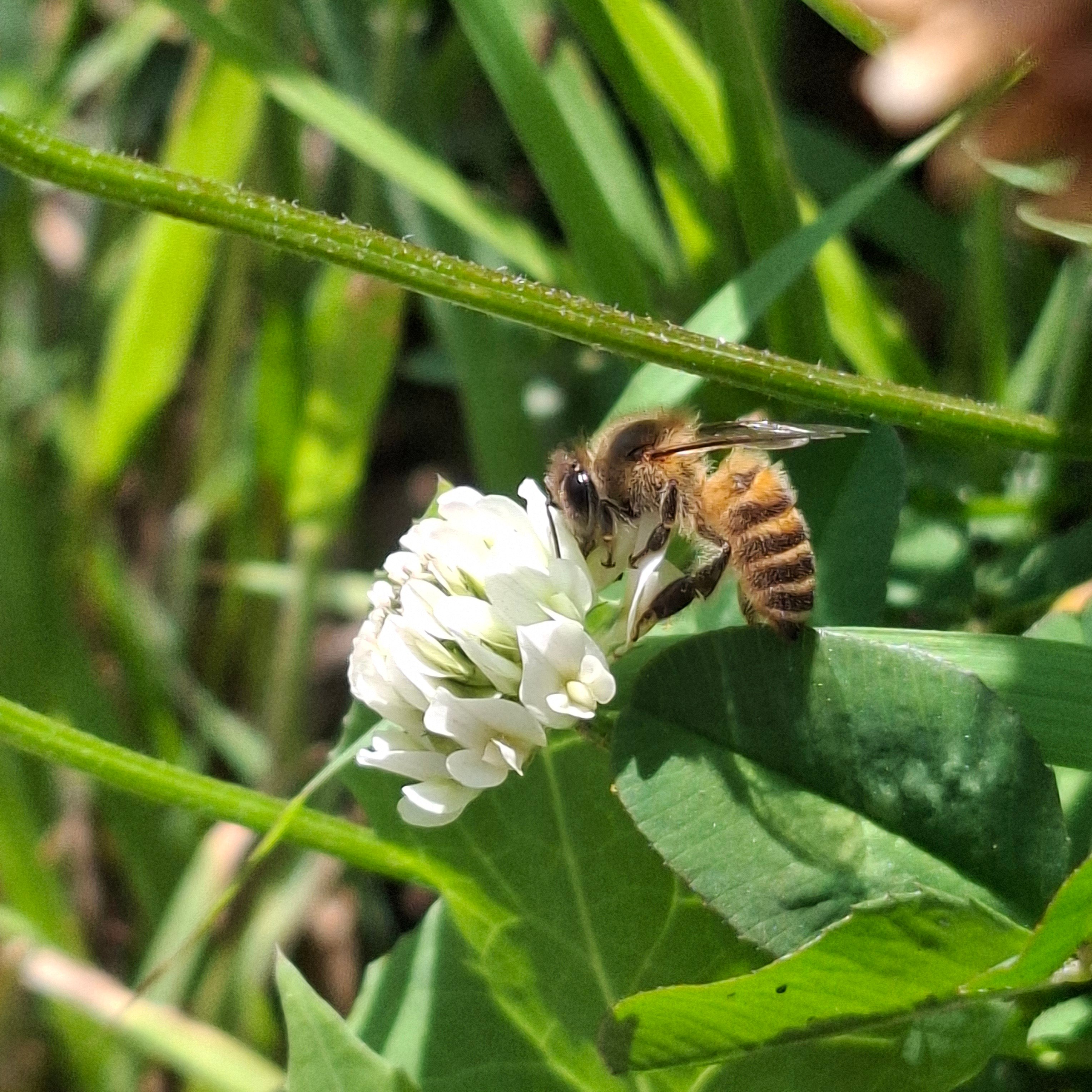 Bee Pollinating White Clover CC