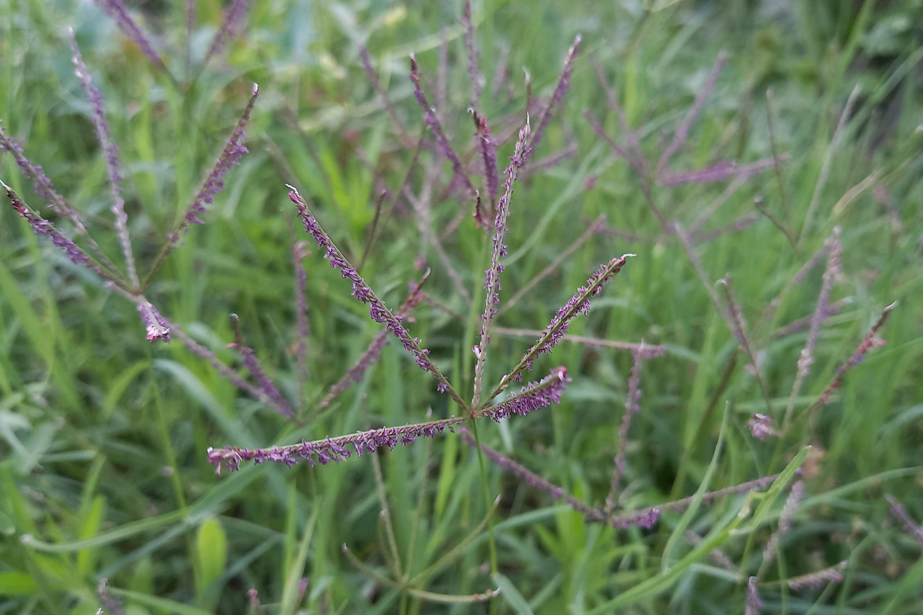 Bermuda Grass (Cynodon dactylon) weed CC