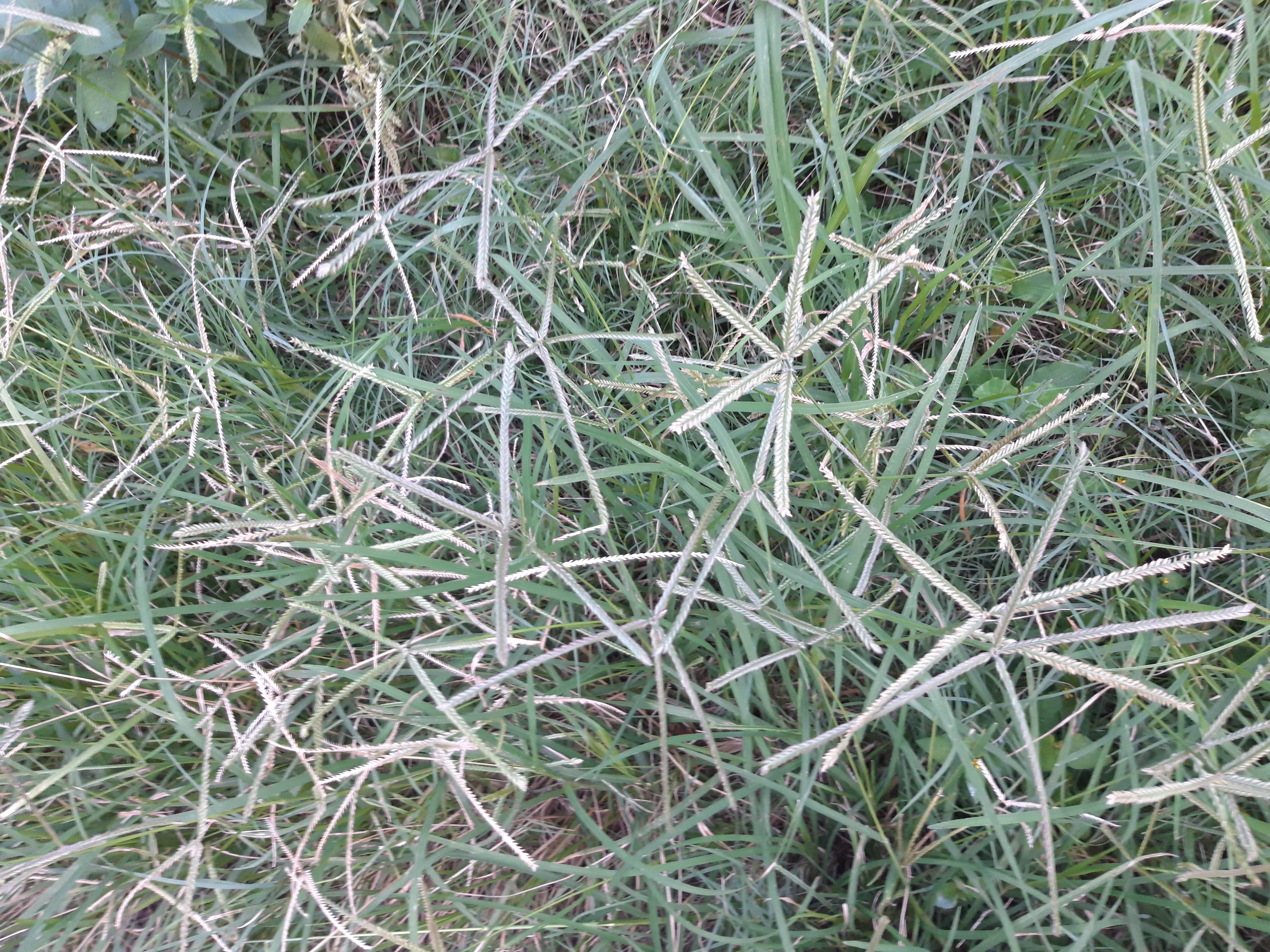 Eleusine_indica Goosegrass CC