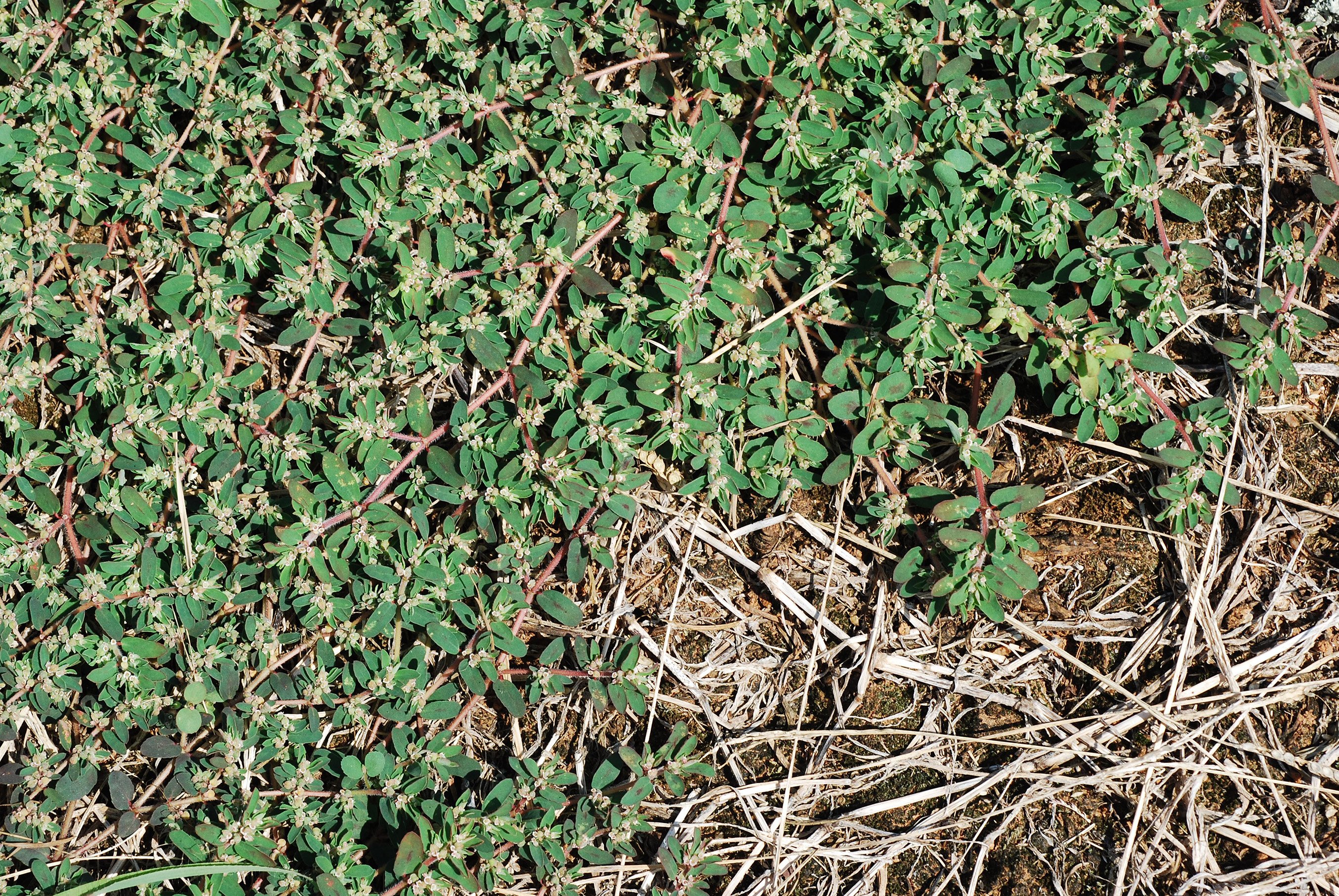 Euphorbia maculata (Chamaesyce maculata) - prostrate lawn spurge CC