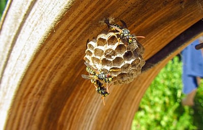 Paper Wasps CC
