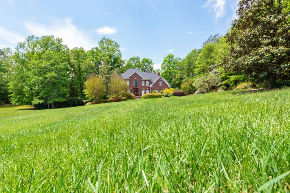 Tall Fescue Turf Grass Sod