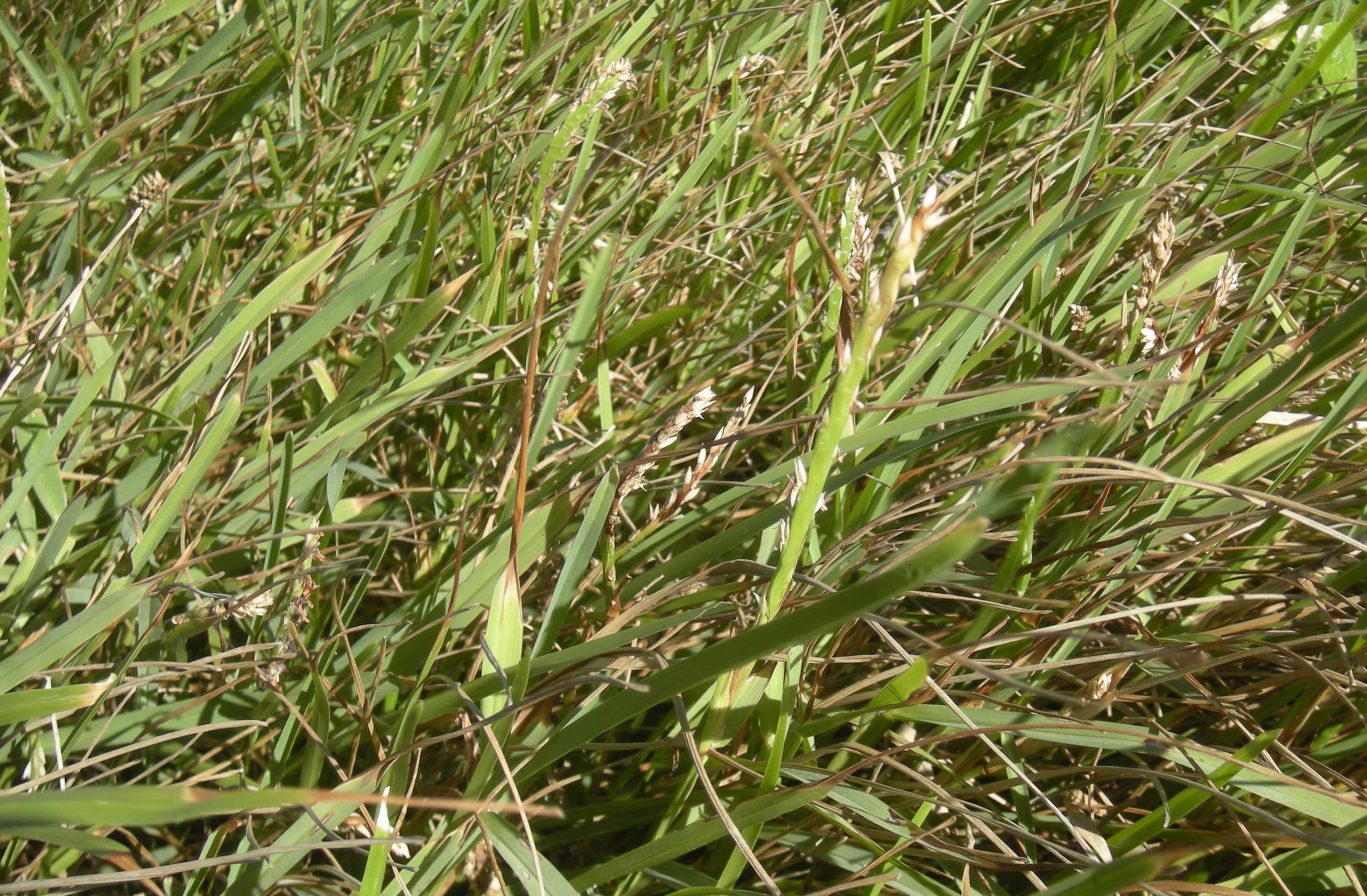 Zoysiagrass Sod Closeup