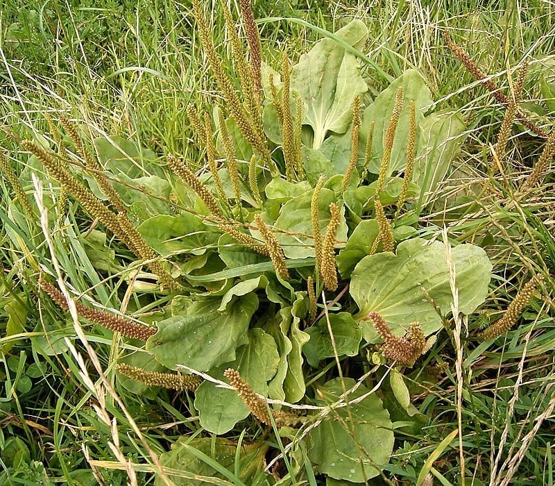 broadleaf plantain (Plantago major) weed CC