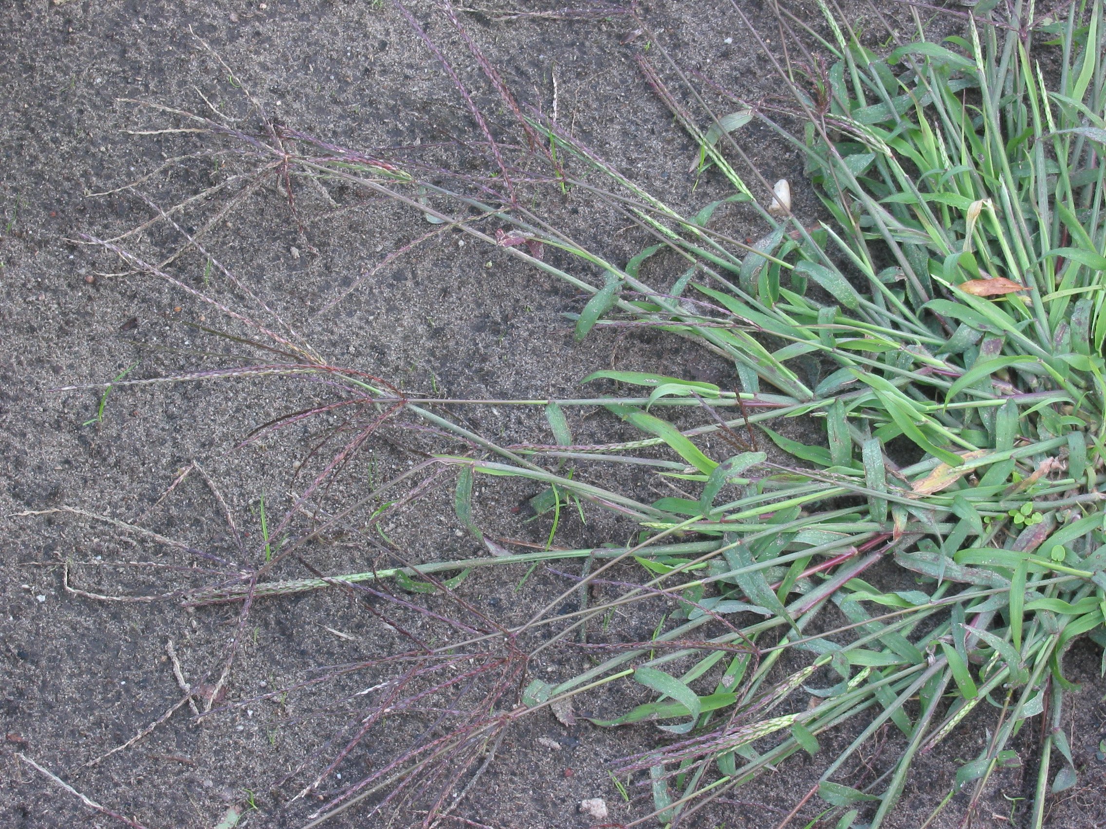 crabgrass in soil CC
