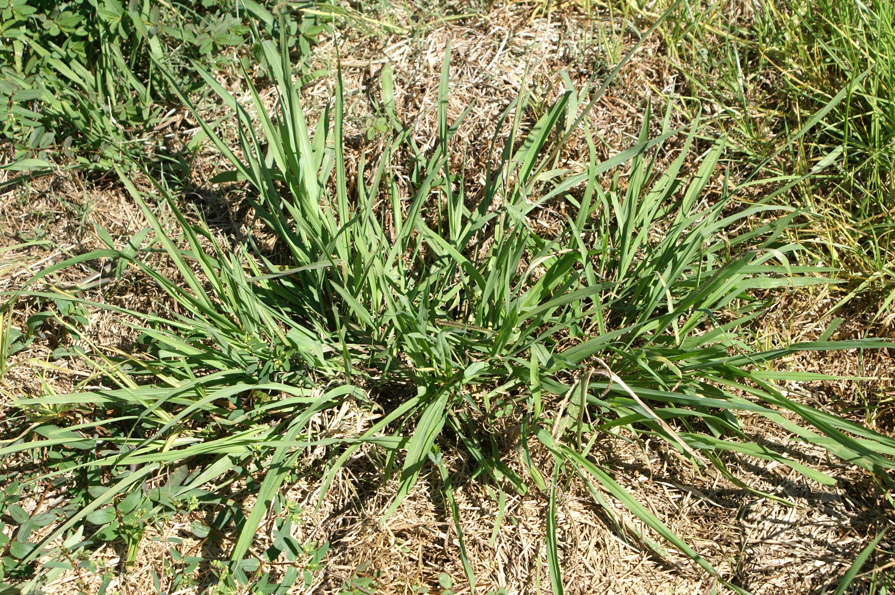 dallisgrass weed CC