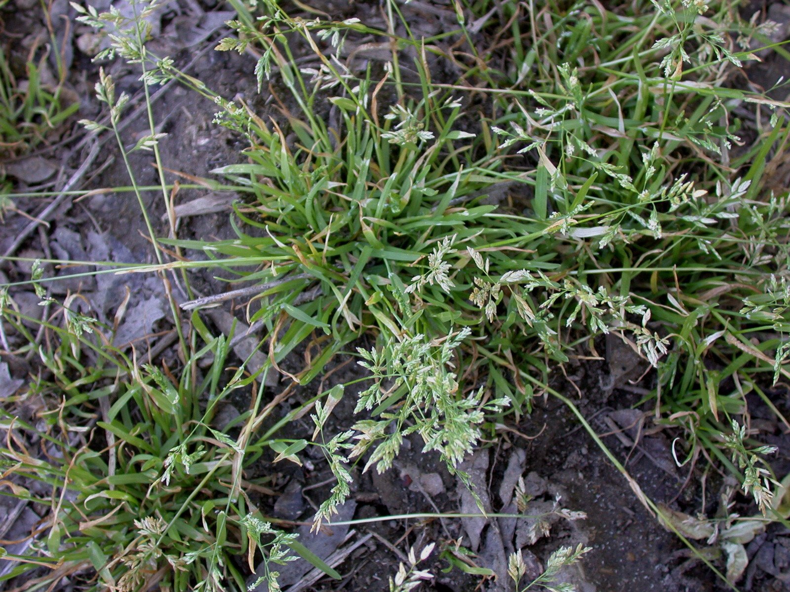 poa annua - annual bluegrass weed CC