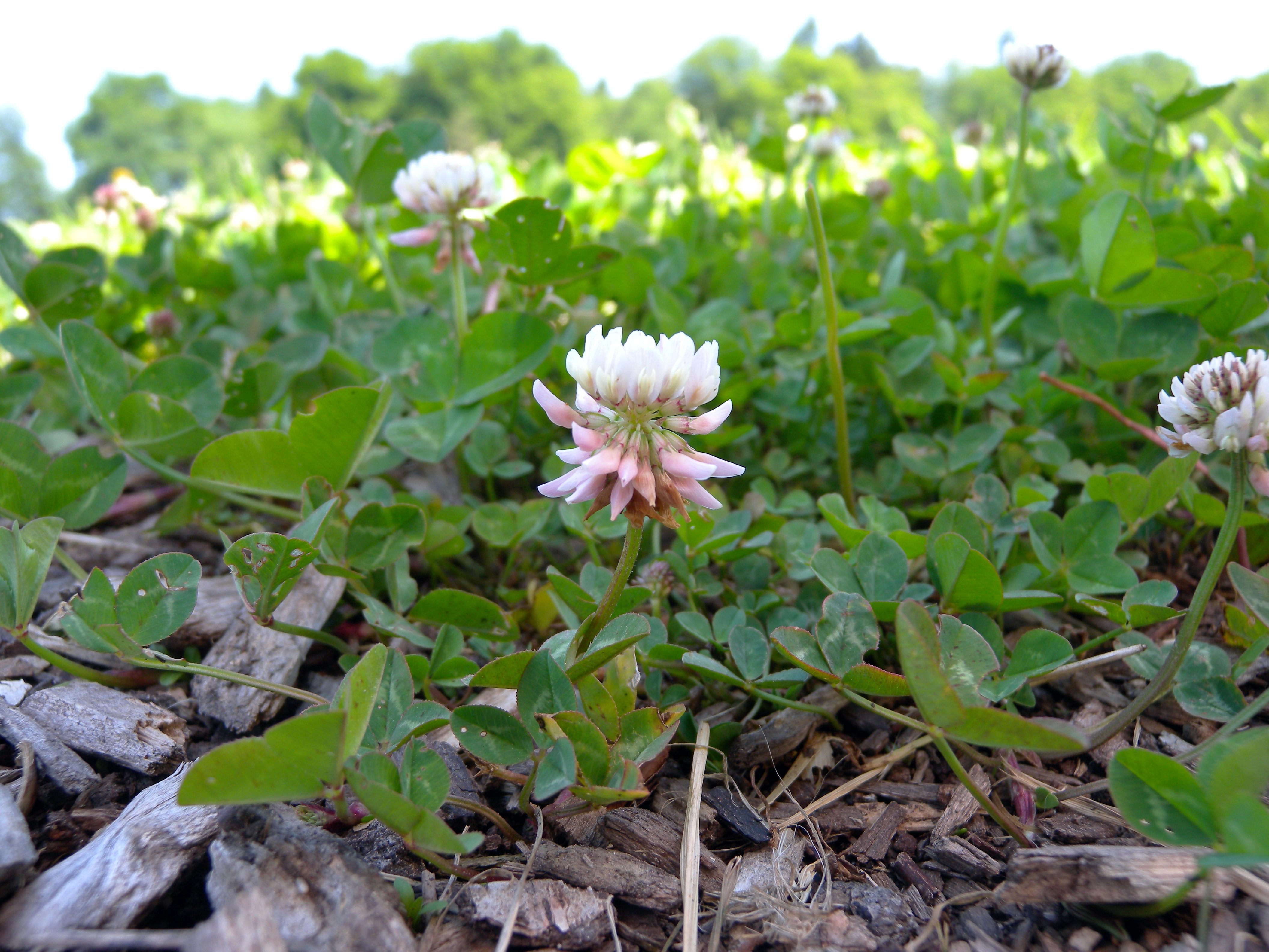 white lawn clover (trifolium repens) weed CC