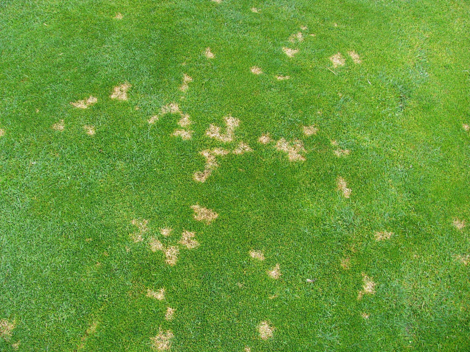 Dollar Spot (sclerotinia homoeocarpa) CC