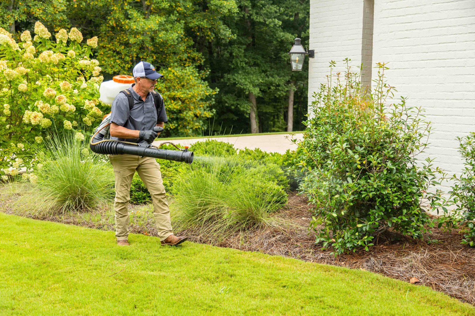 mosquito treatment being applied to shrubs