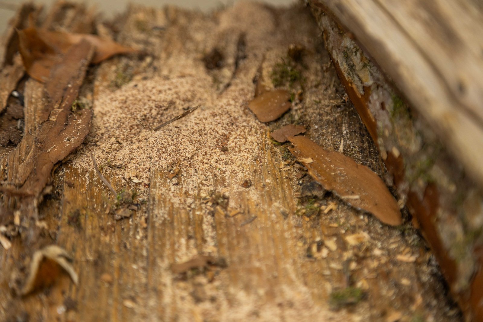 detail fire wood rotten pest control carpenter ant 2