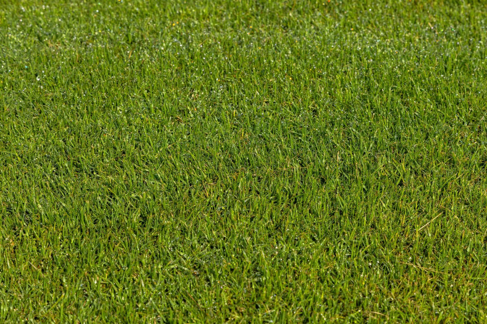 green grass nice detail turf healthy lawn-1