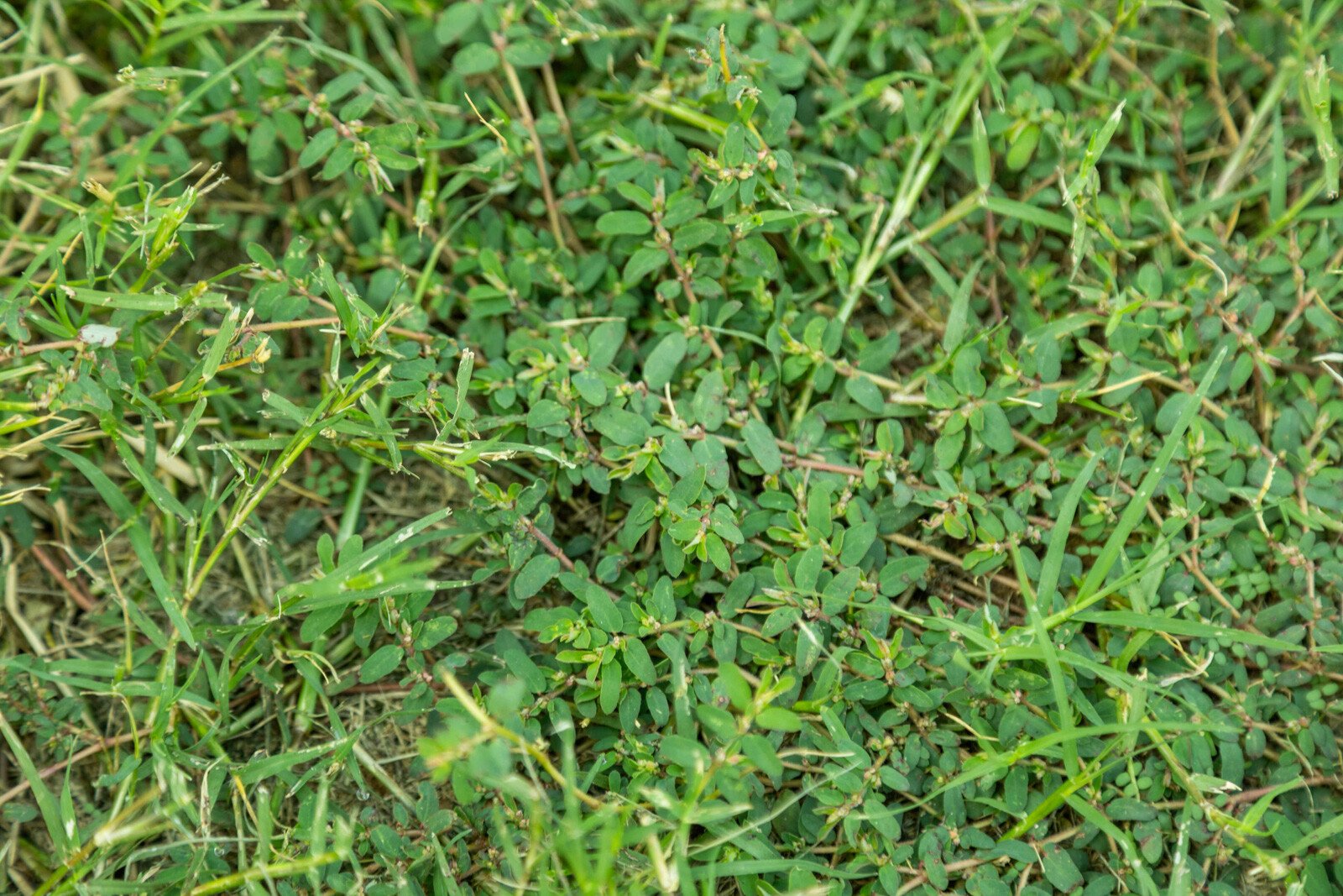 lawn care broadleaf weeds grass