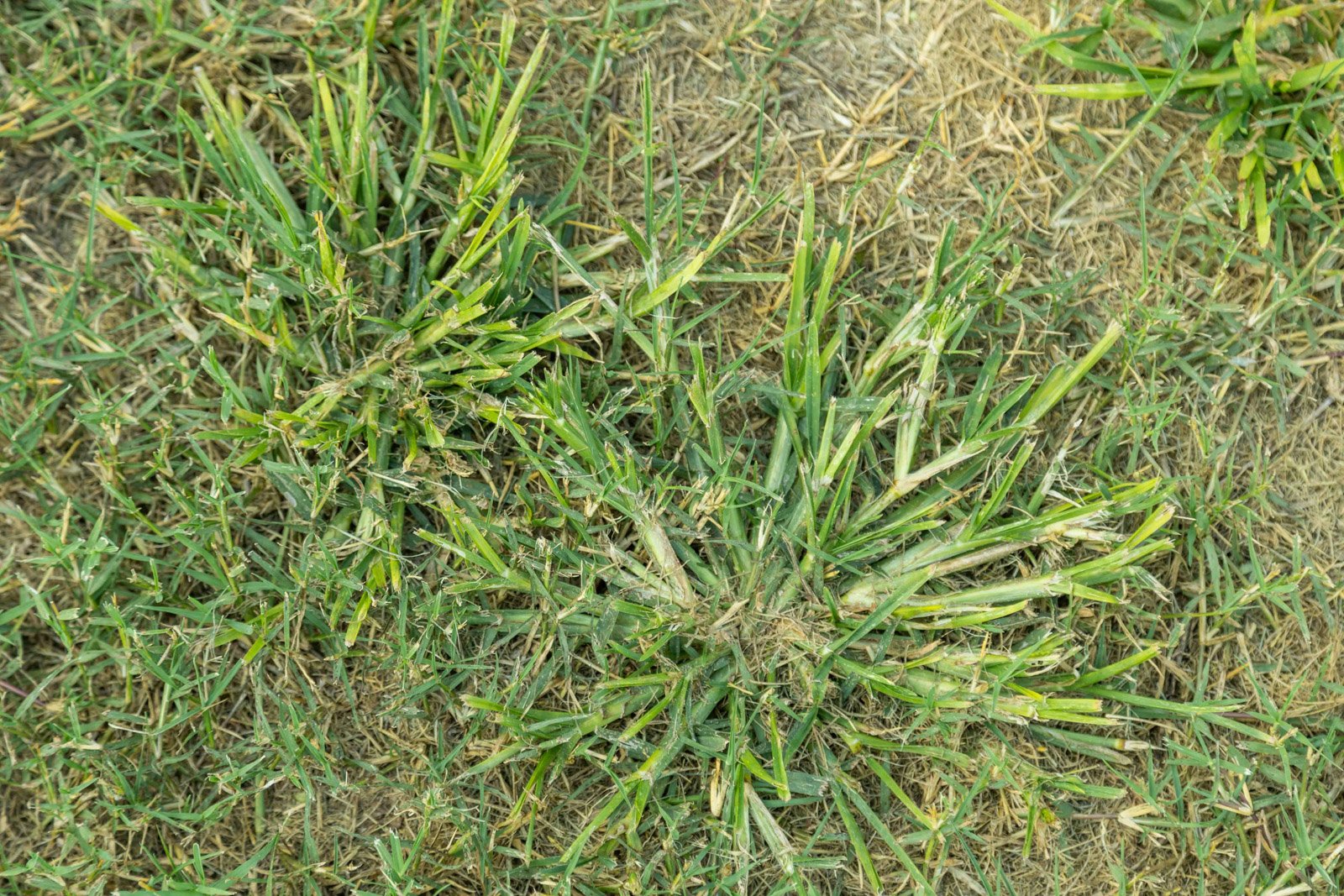 lawn care grassy weeds bare thin dirt 4