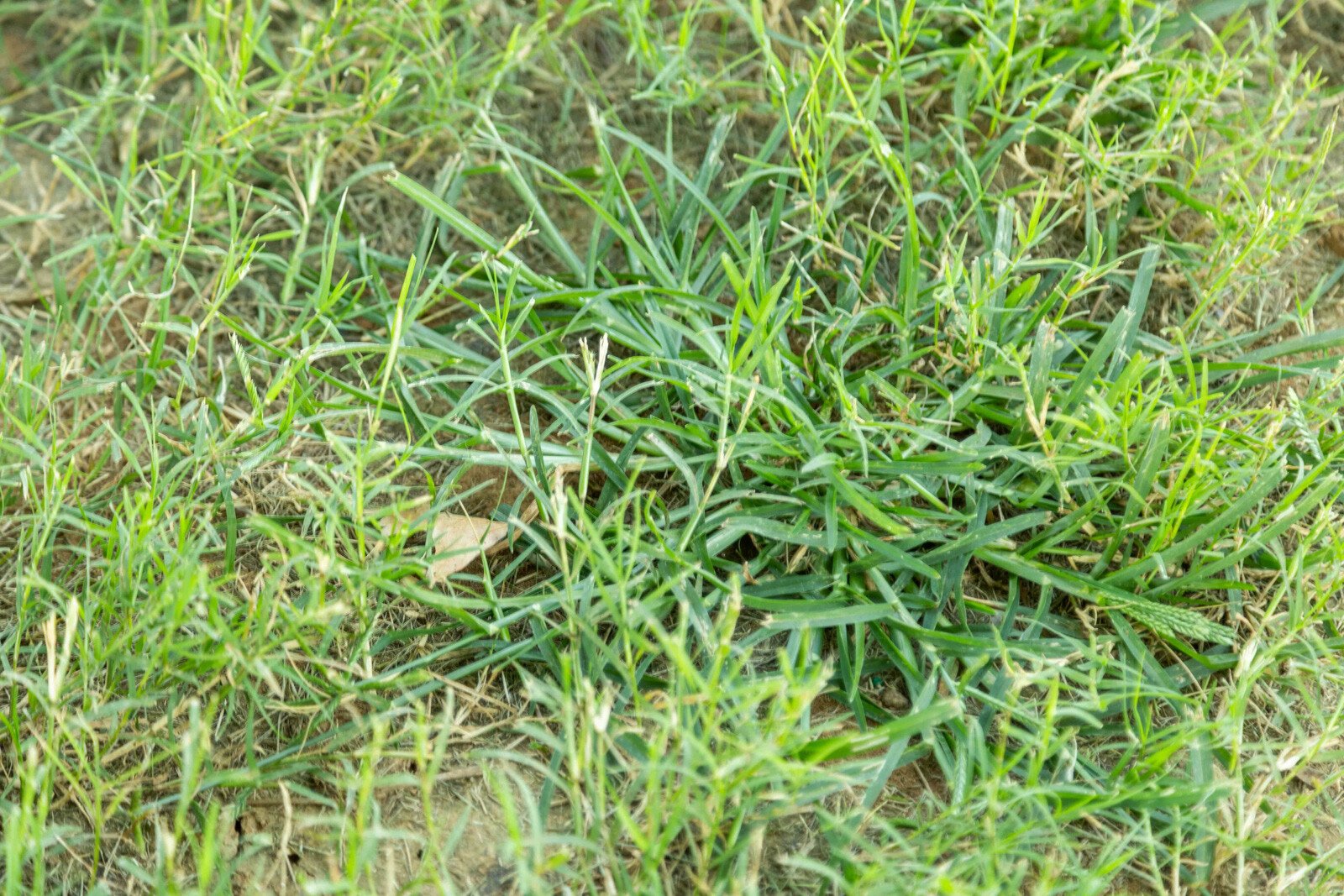 lawn care grassy weeds bare thin dirt 7