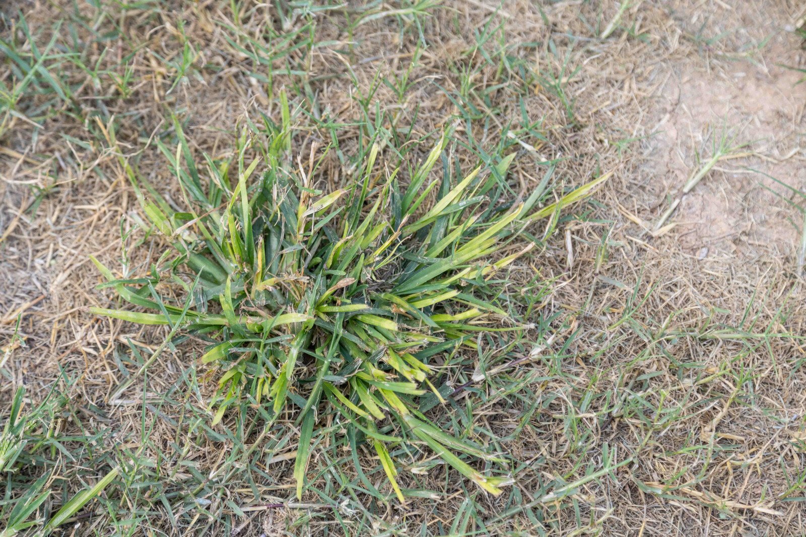lawn care grassy weeds bare thin dirt