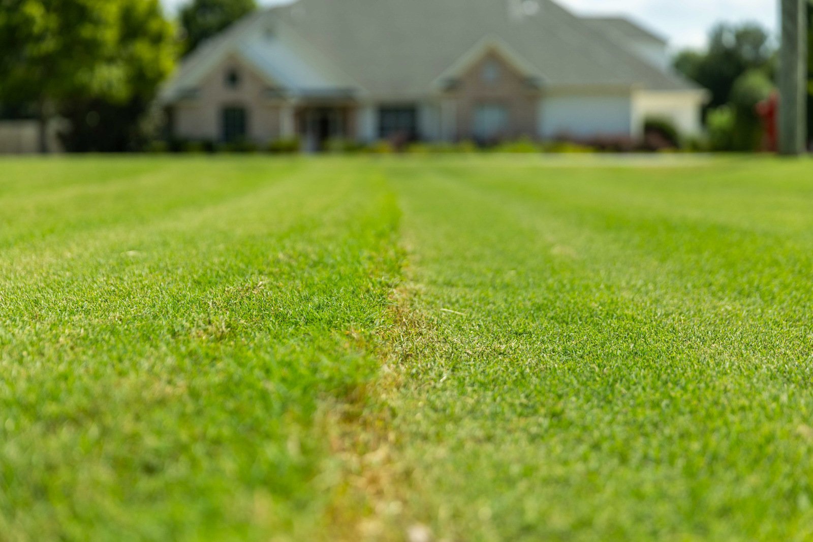 lawn care scalping uneven mow damage home