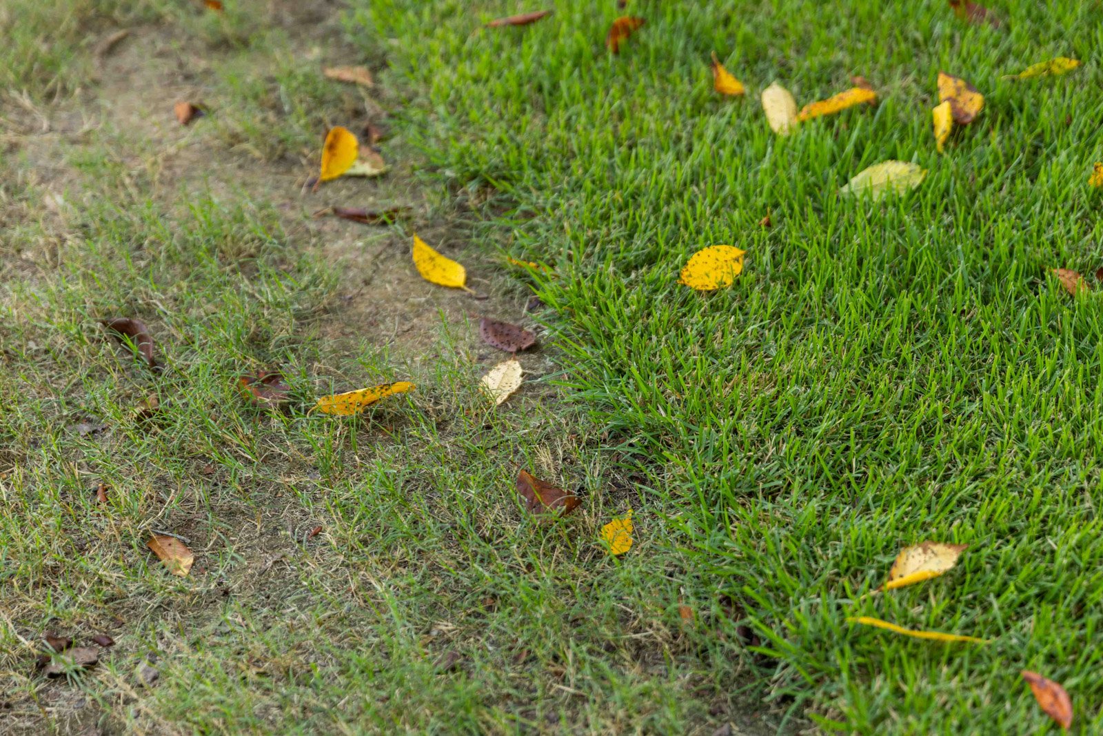 lawn care scalping uneven mow damage thin 2