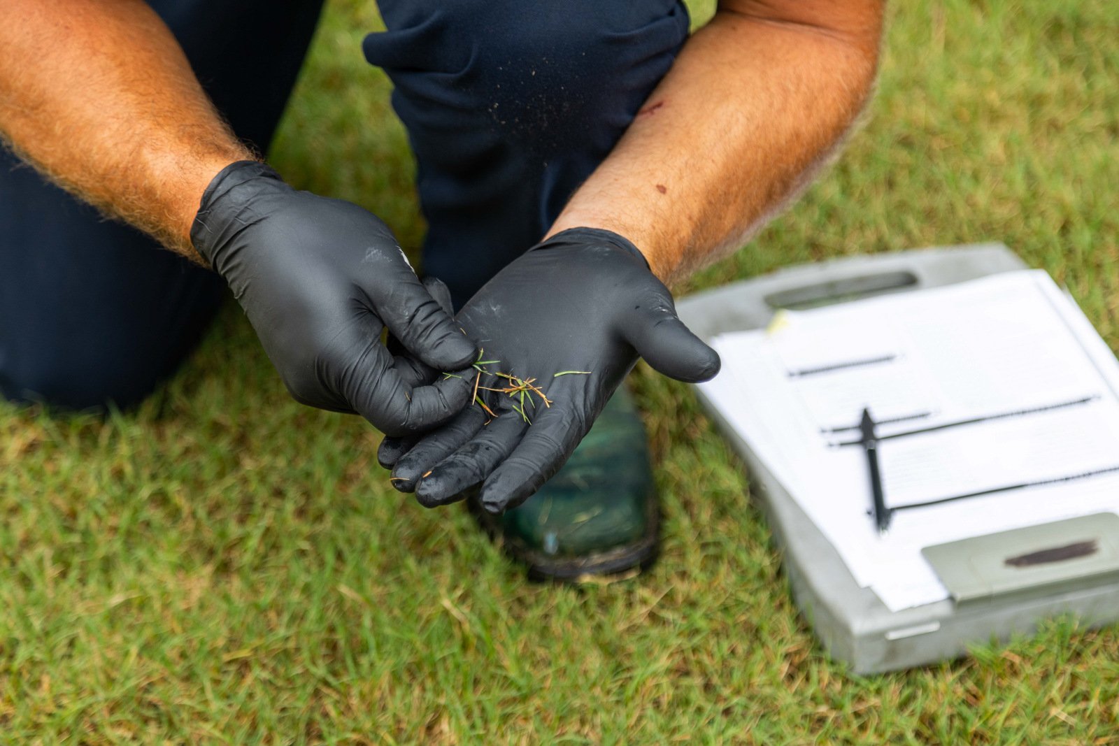 lawn care technician inspection grass disease detail 2