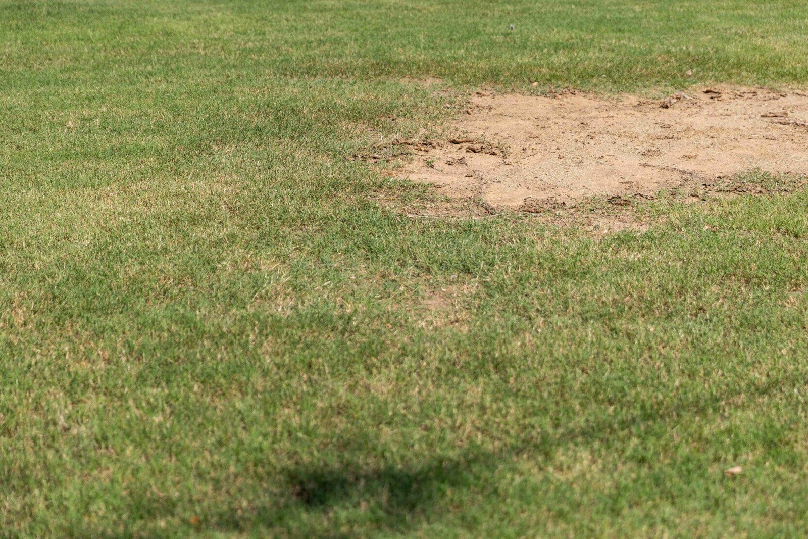 lawn care thin dead spot brown grass bare dirt patch 2-1