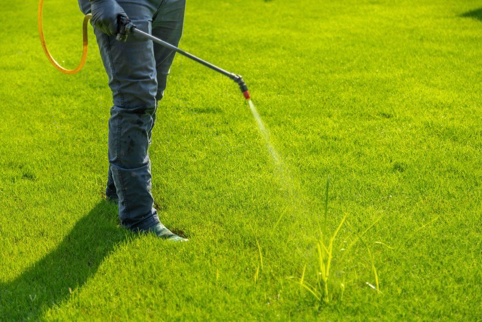 lawn care technician spraying nutsedge weeds in a memphis lawn