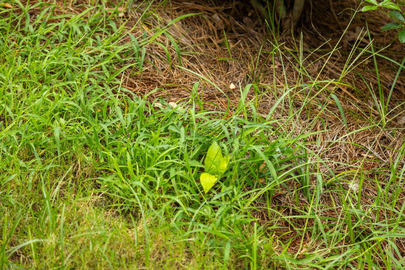 lawn care weeds flower bed detail-1