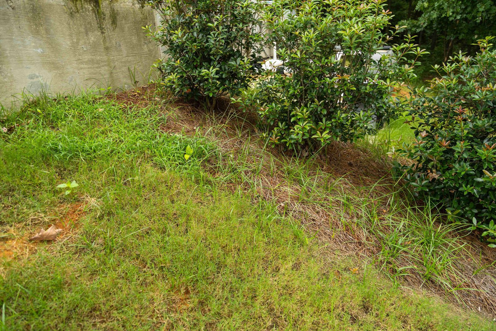 lawn care weeds flower bed-1