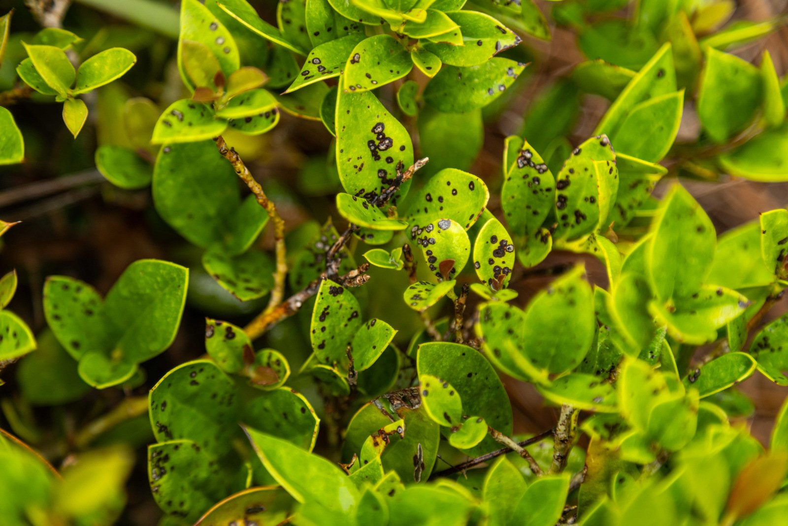 plant health care disease damage detail