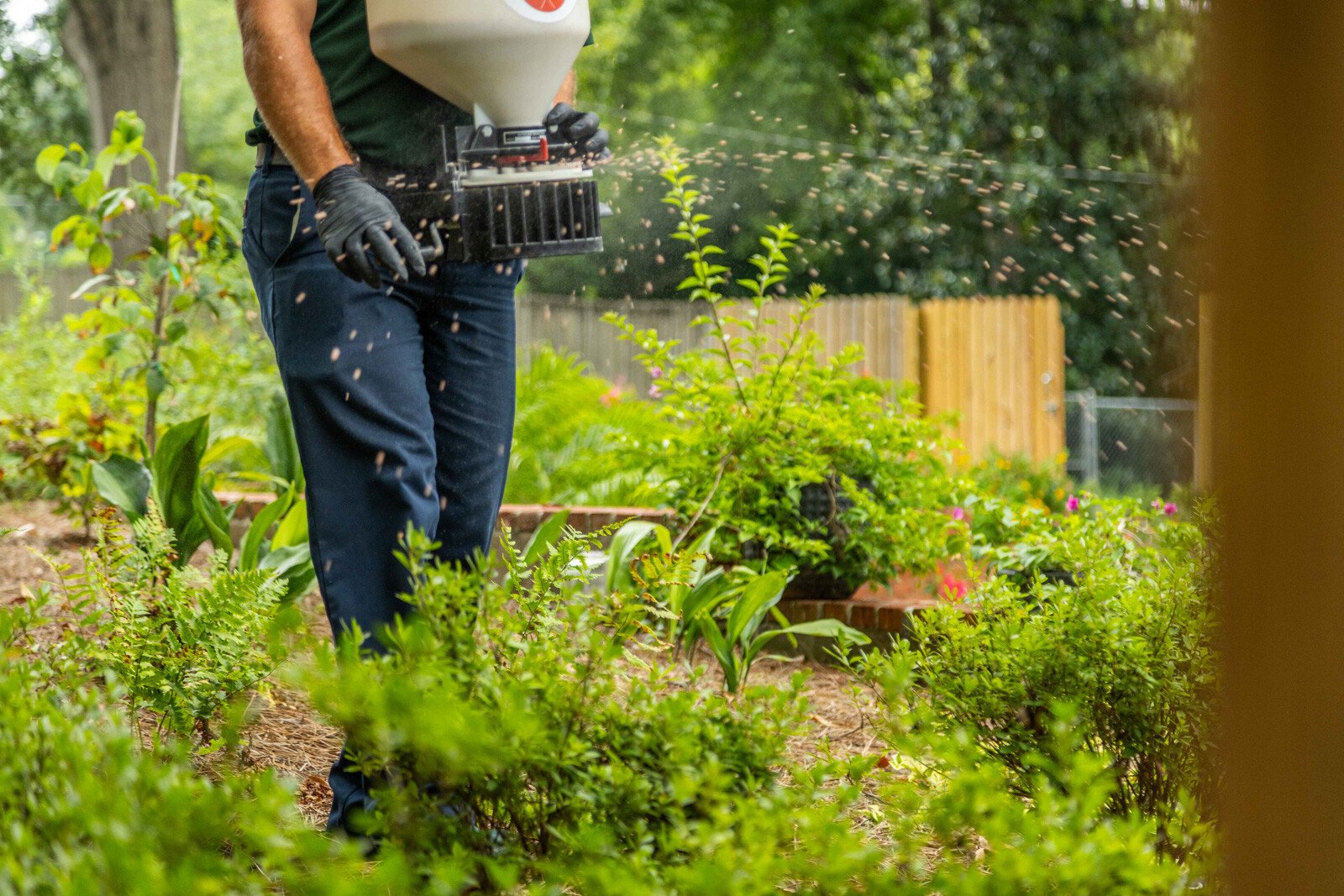 plant health care technician crew granular fertilizer grinder spreader beds shrubs action detail