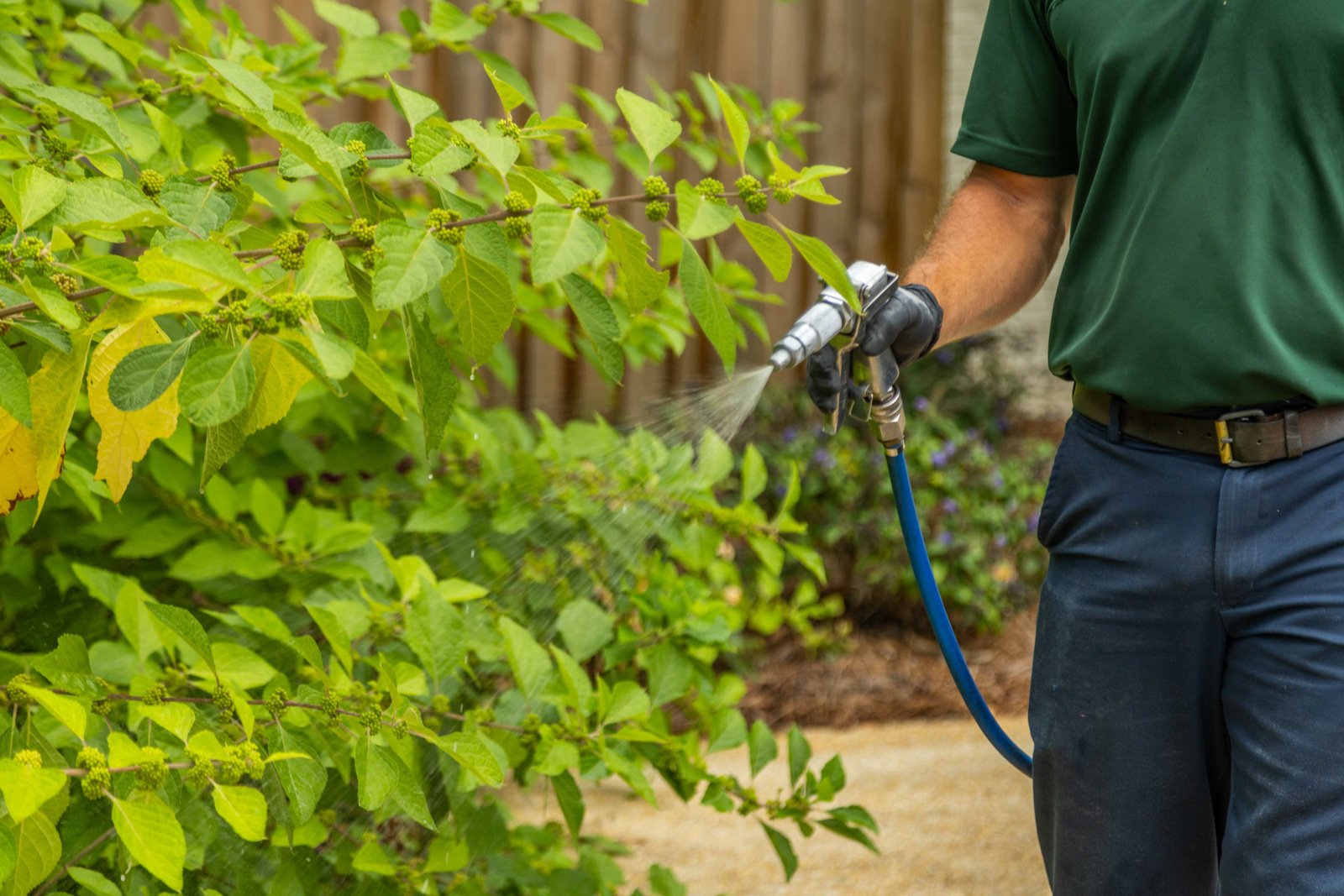 plant health care technician crew spray hose treatment liquid shrubs beds 9