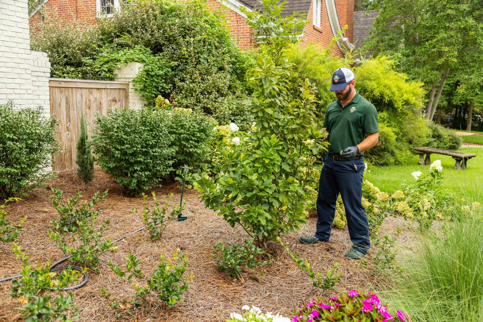 plant health care technician inspection shrub leaf 2-1