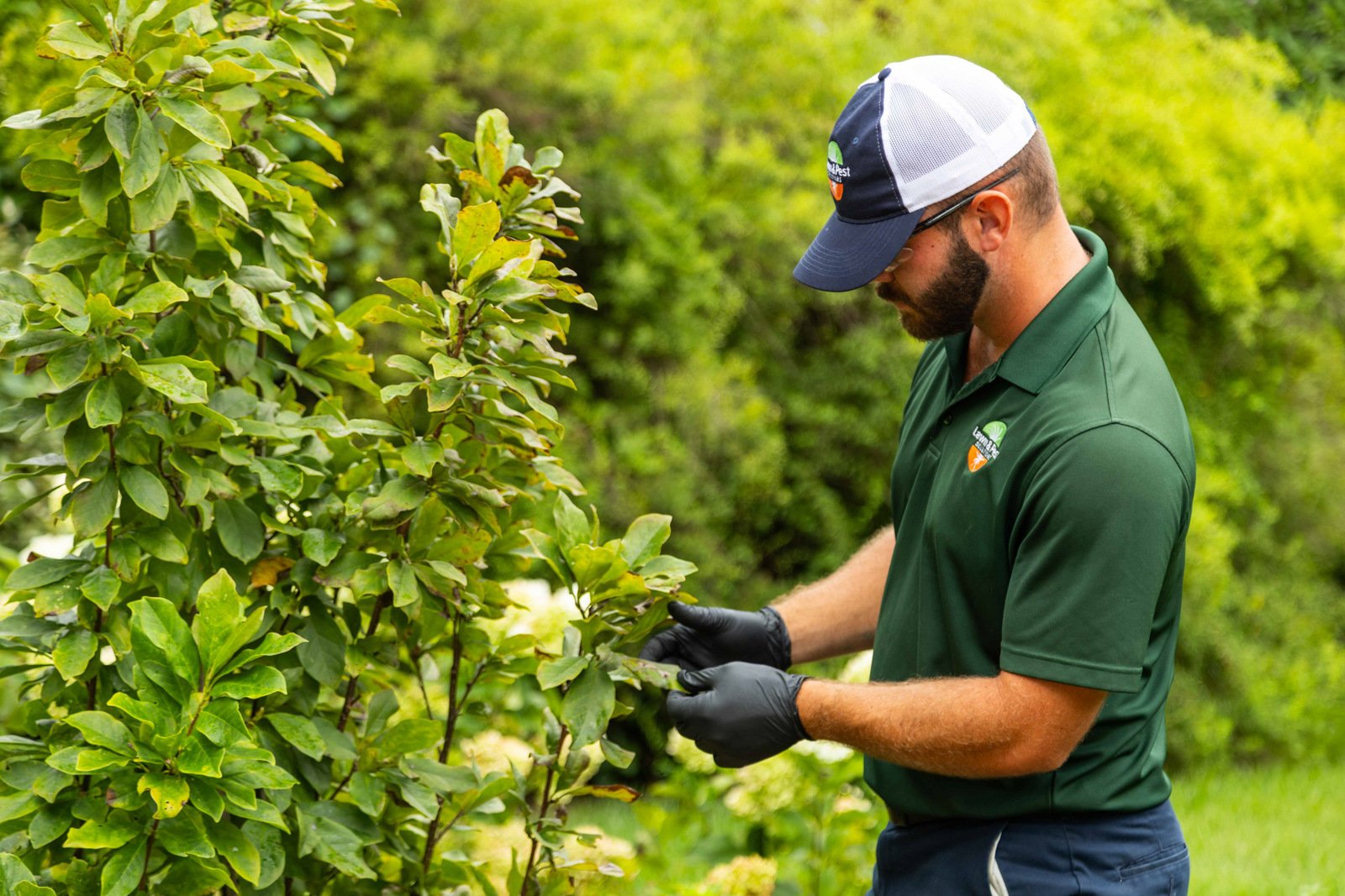 plant health care technician inspection shrub leaf 3