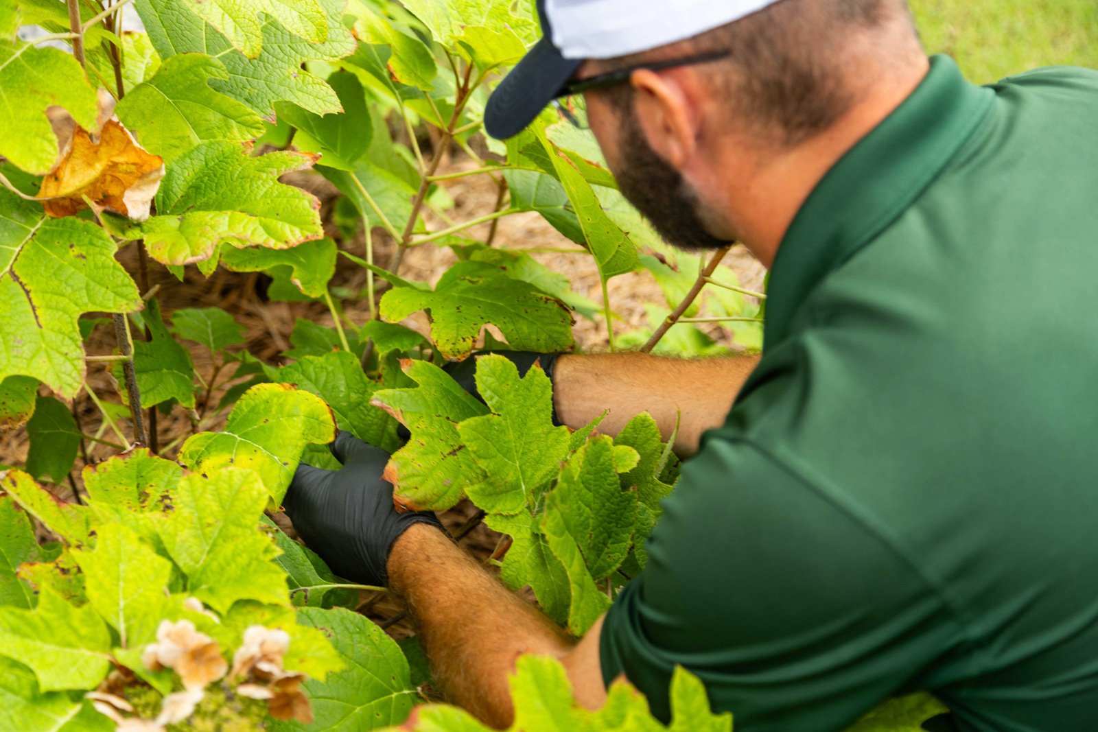 plant health care technician inspection shrub leaf 7