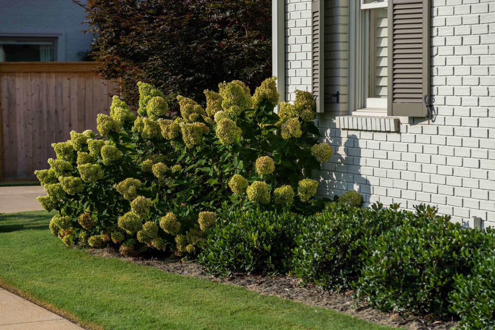 planting bed hydrangea shrub lawn home
