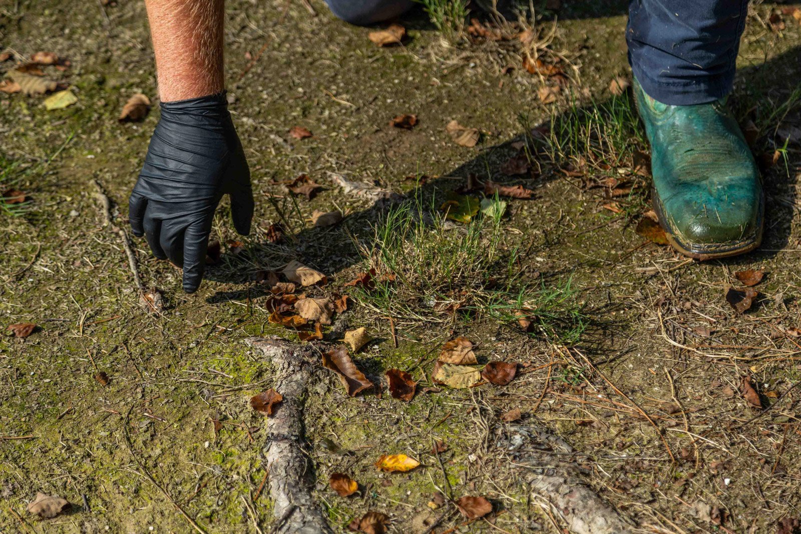 thin lawn dead patch brown grass plant health care technician inspection tree surface roots detail-1