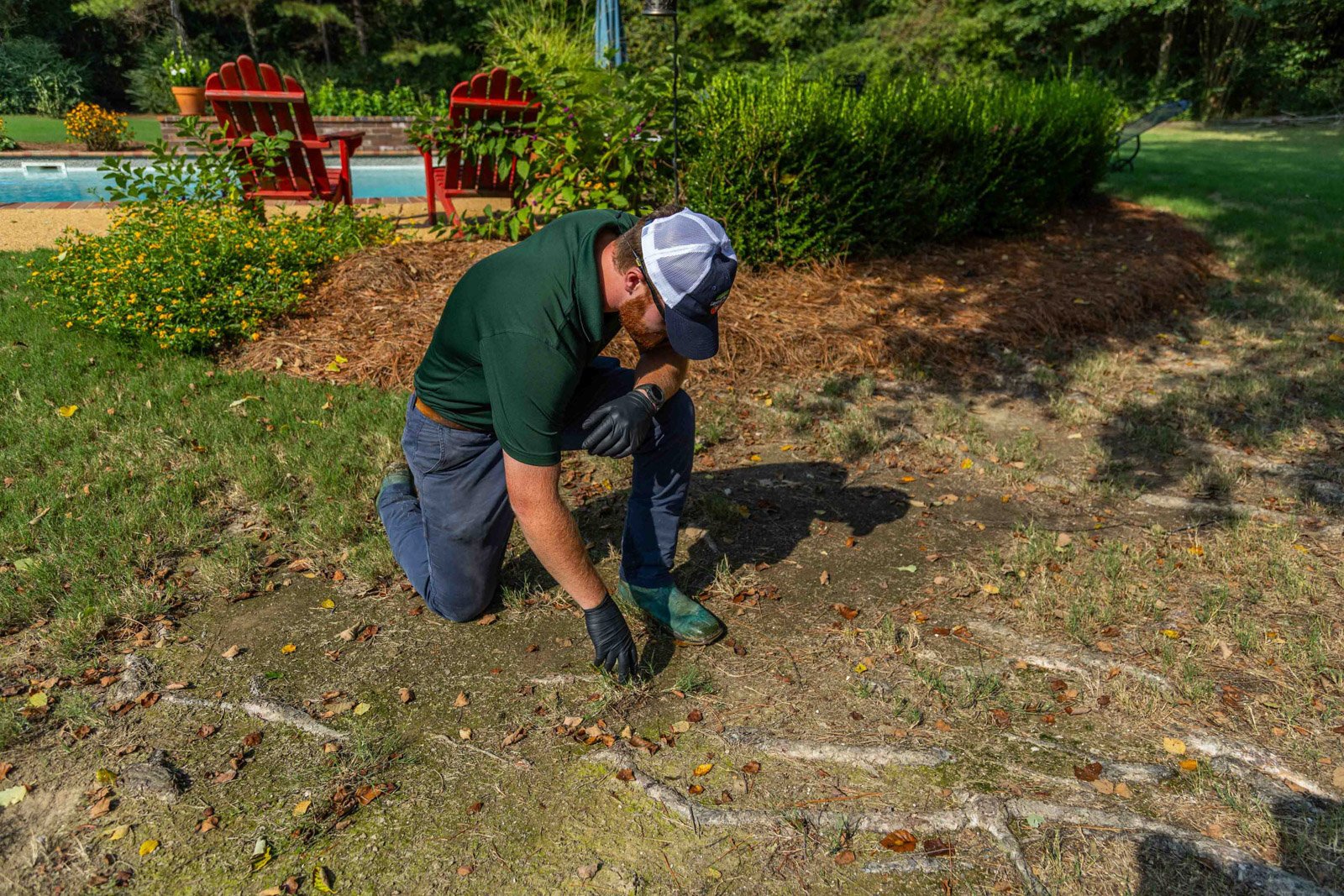 thin lawn dead patch brown grass plant health care technician inspection tree surface roots