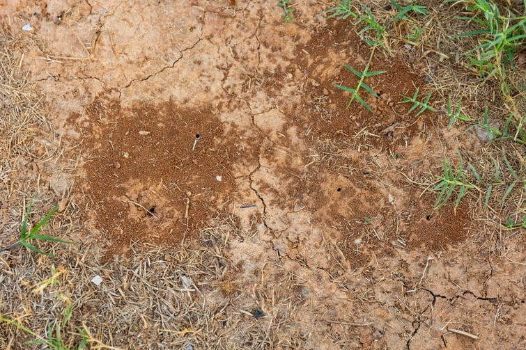 fire ant mound closeup pest control 2
