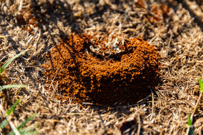 fire ant mound closeup pest control