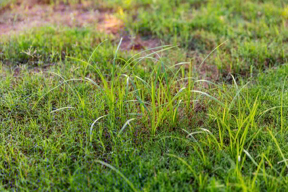 lawn weeds lawn care thin grass 5