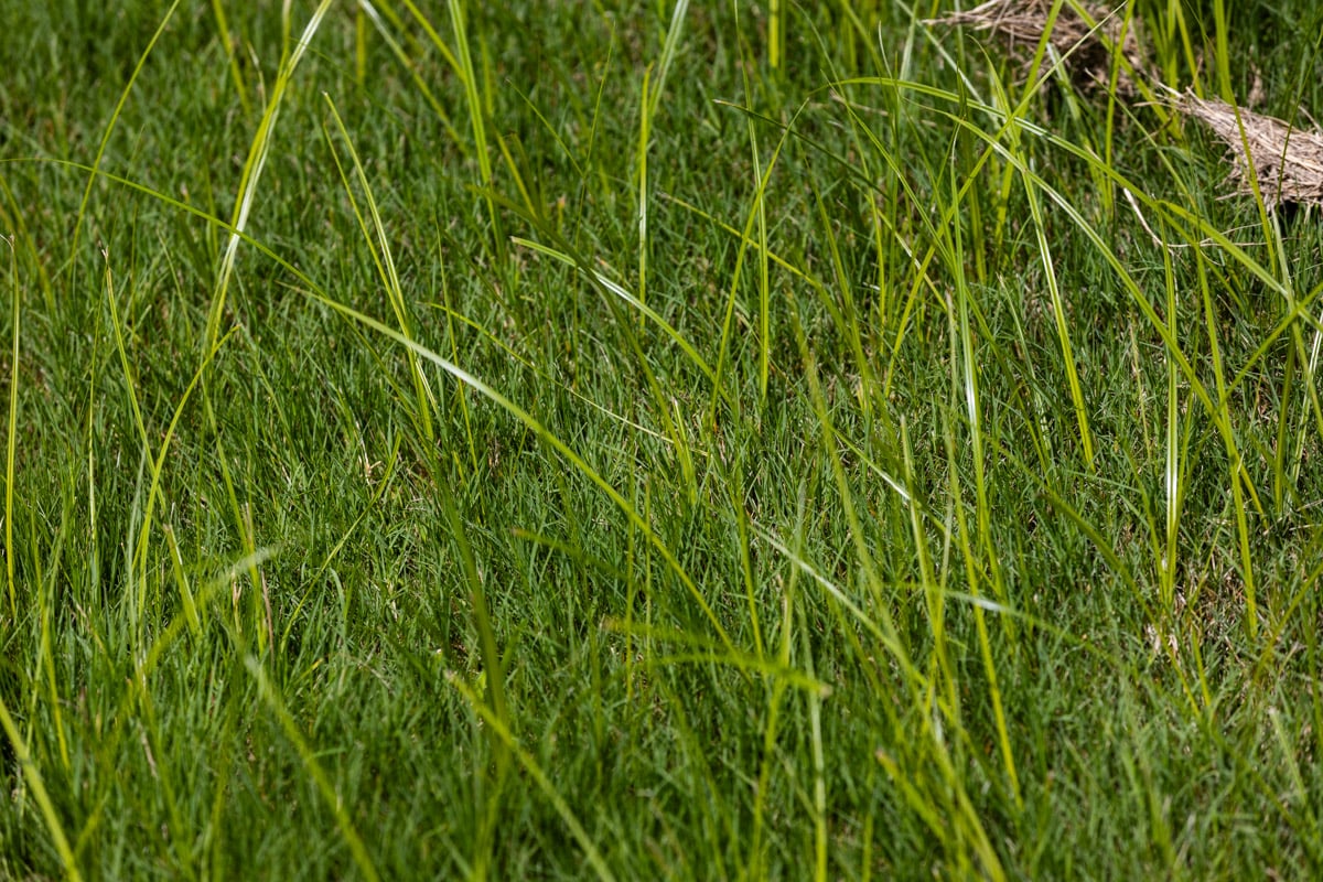lawn weeds yellow nutsedge 2