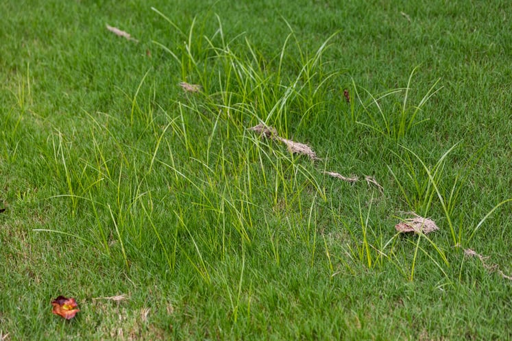 lawn weeds yellow nutsedge