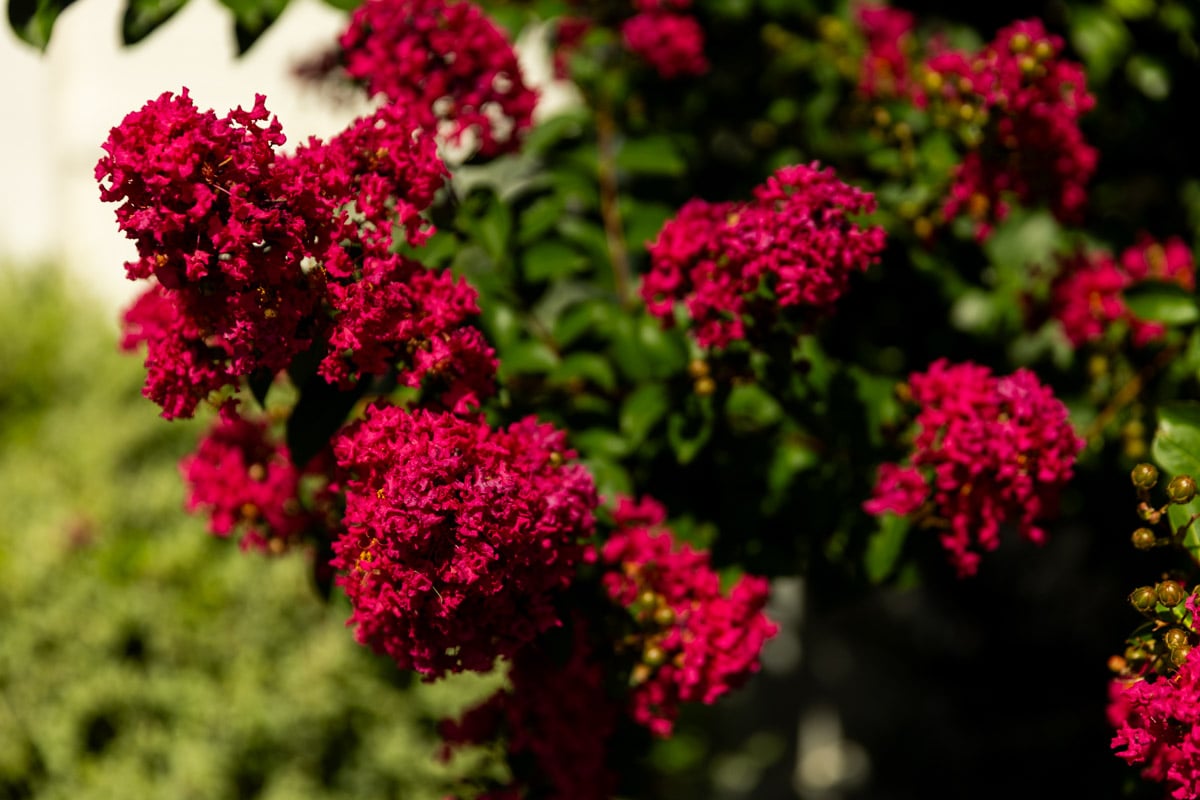 a red flowering shrub 
