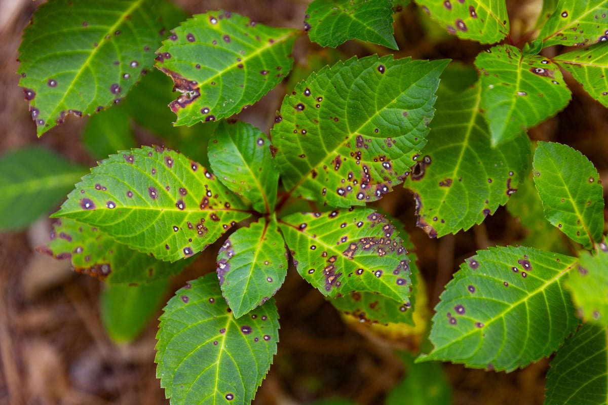 plant health care plant disease