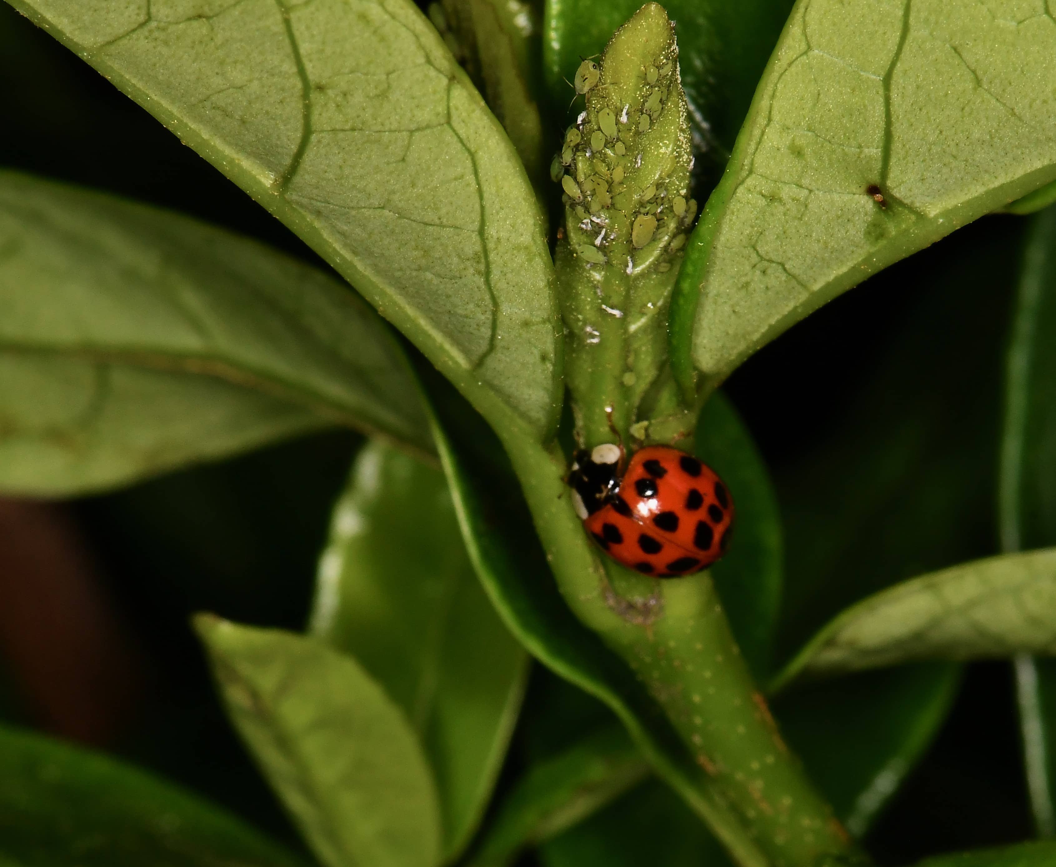 Ladybug Eating Aphids Off a Plant CC