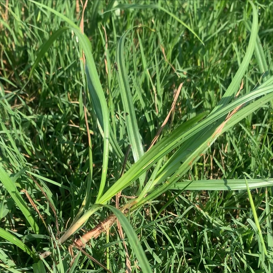 nutgrass closeup