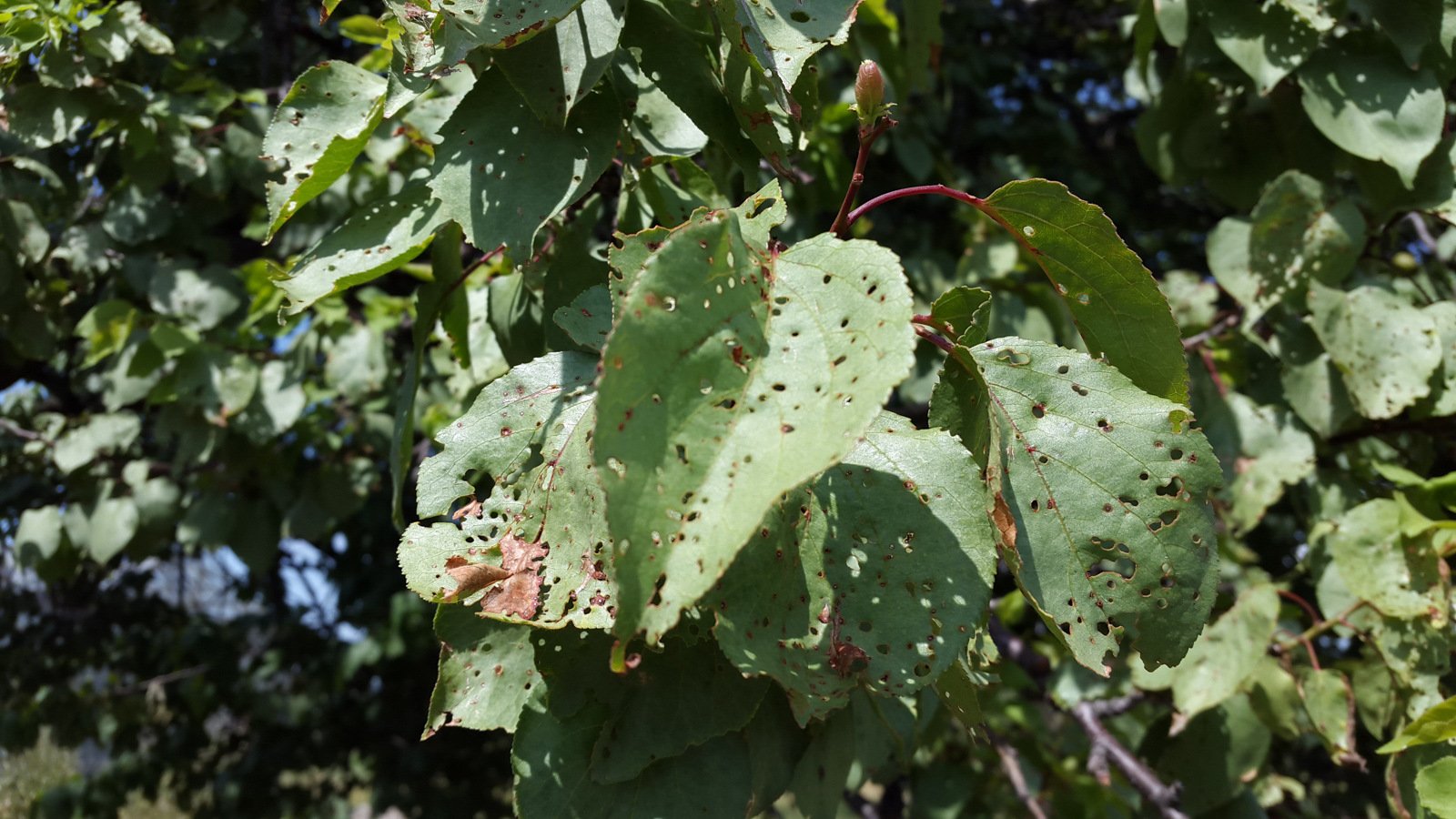 shot hole fungus disease on a plant