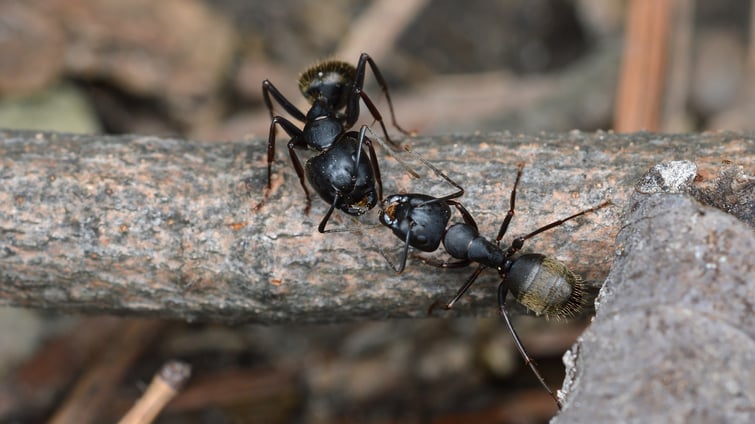 black carpenter ants CC