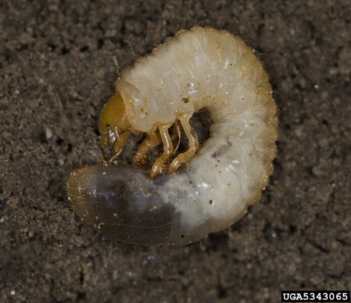european chafer bug lawn grub larvae CC
