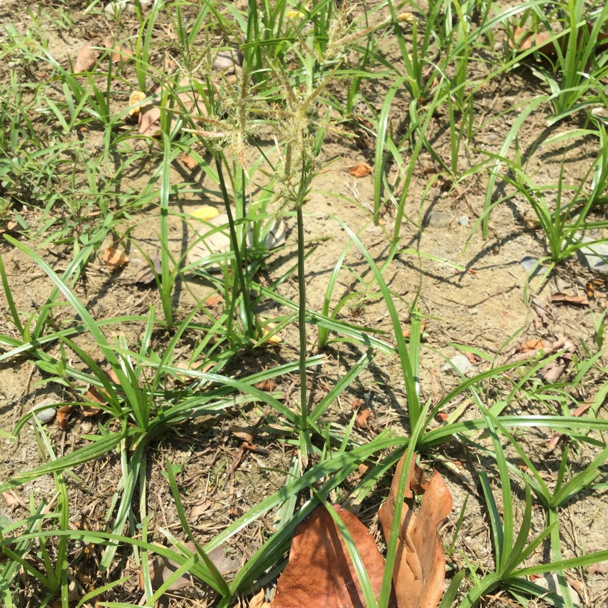 yellow nutsedge nutgrass weed CC