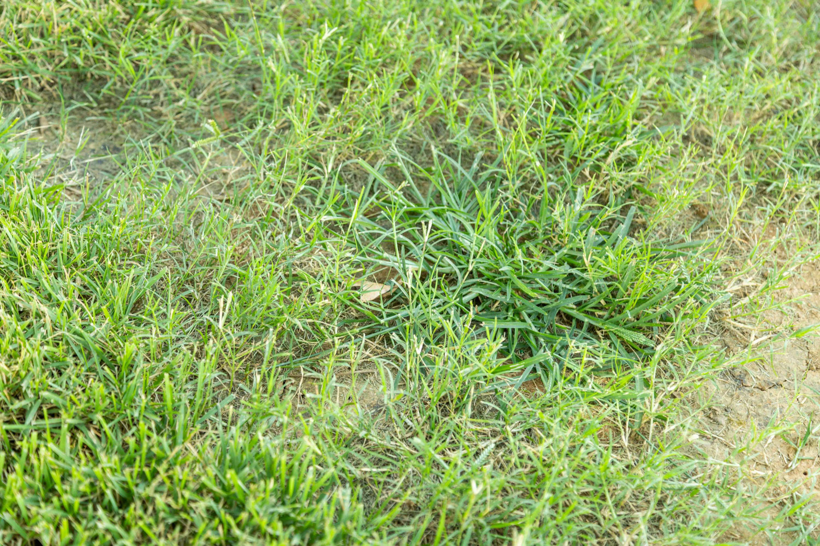 lawn care grassy weeds bare thin dirt 6-1